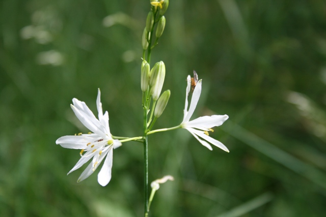 Anthericum liliago / Lilioasfodelo maggiore